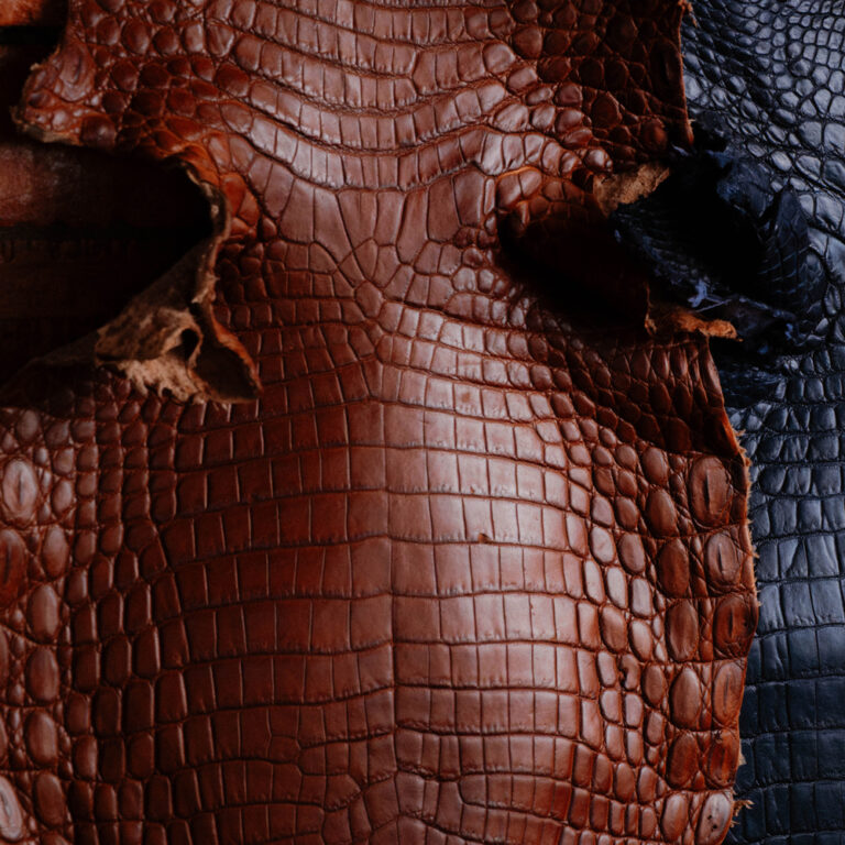 Crocodilo do Nilo